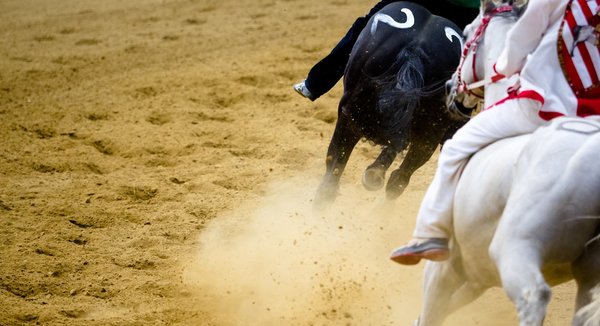 Les 5 meilleurs chevaux du quinté de demain : nos prédictions