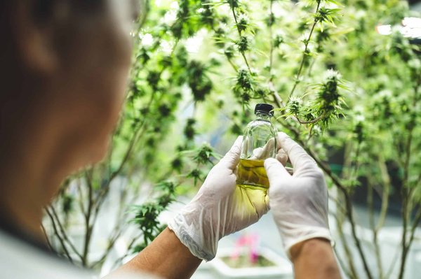 Traitement épileptique: faites place aux plantes thérapeutiques