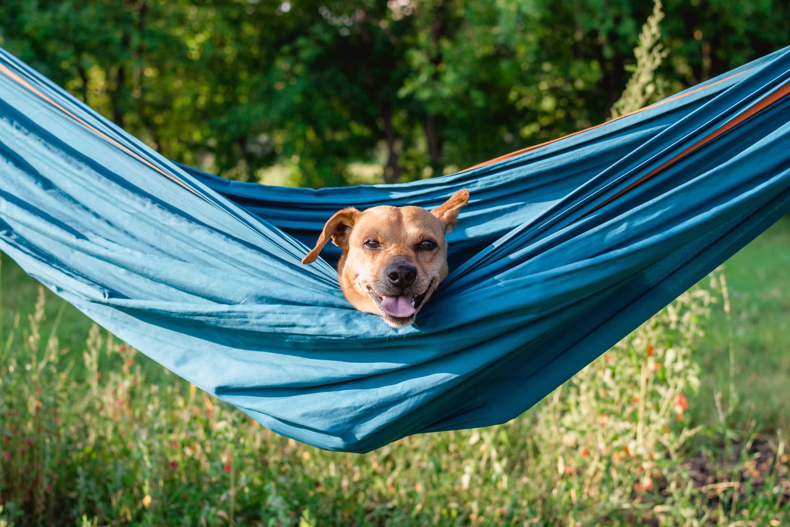 Peut-on camper avec des animaux dans les campings près de Lyon ?